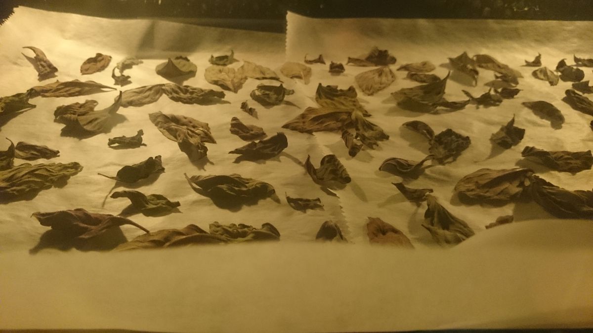 Drying basil leaves in an oven
