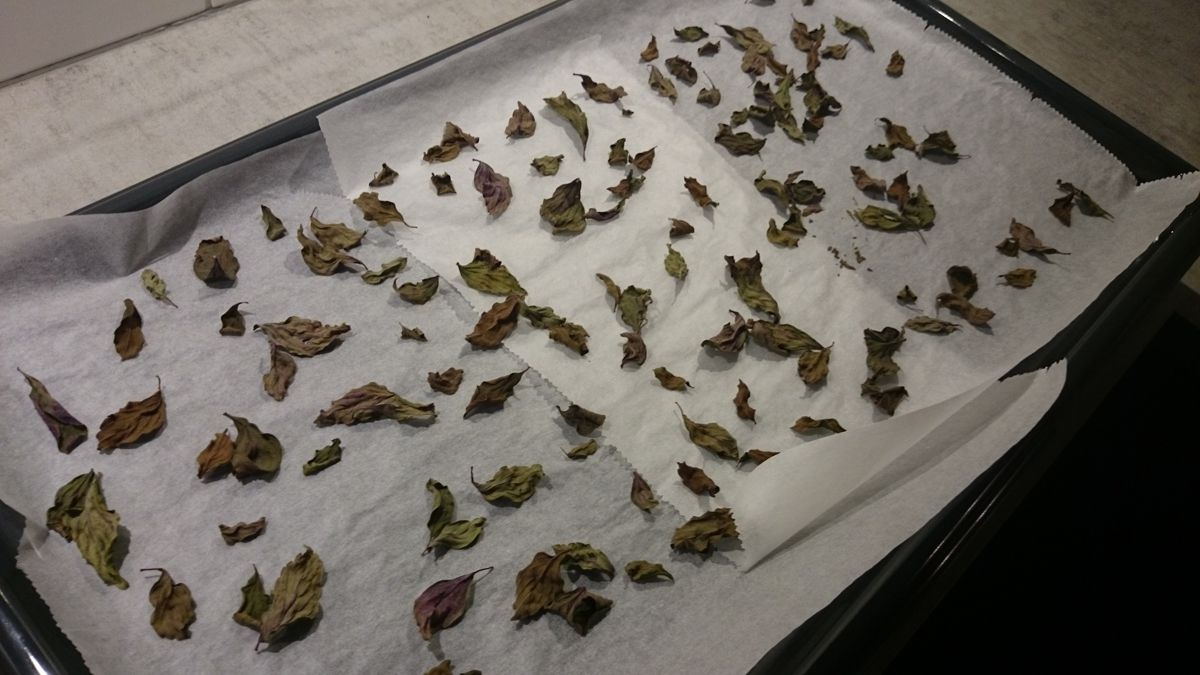 Dried basil leaves from an oven