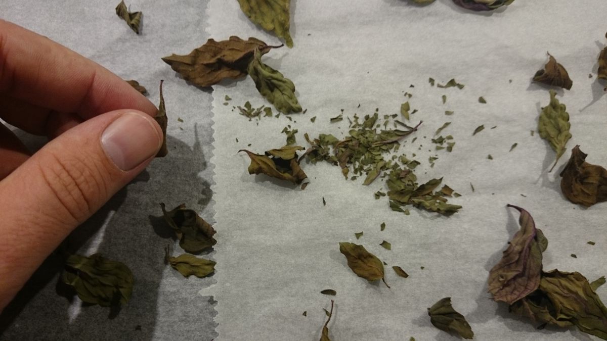 Crumbling dried basil leaves