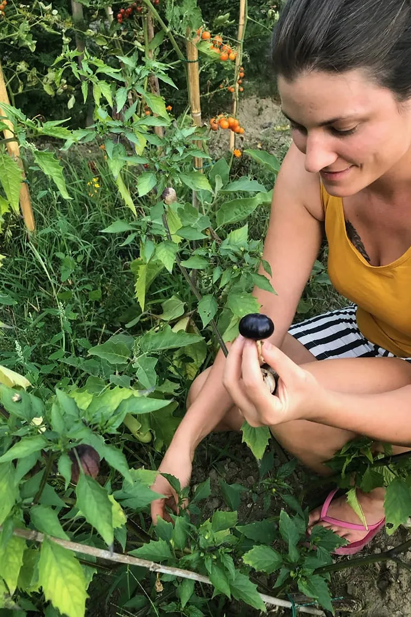 Purple tomatillo garden – Southwest France