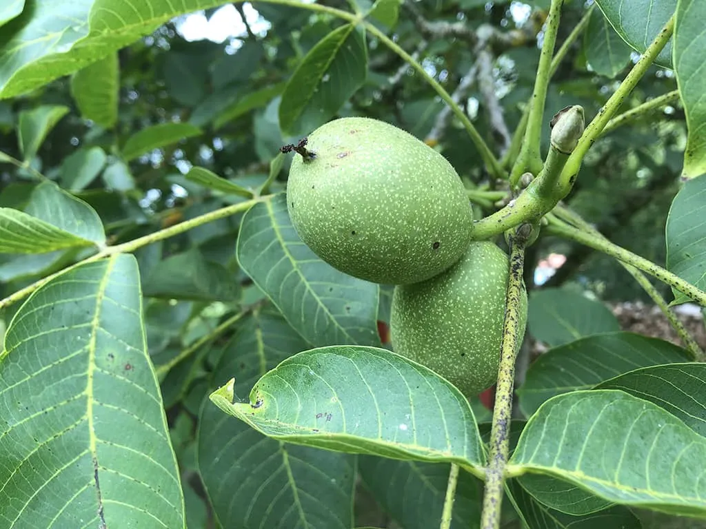 Young walnut on a tree