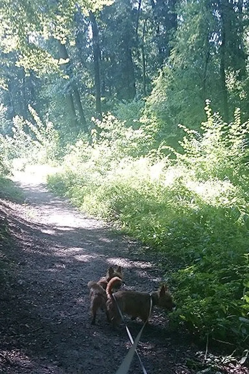 Wild blackberry forest
