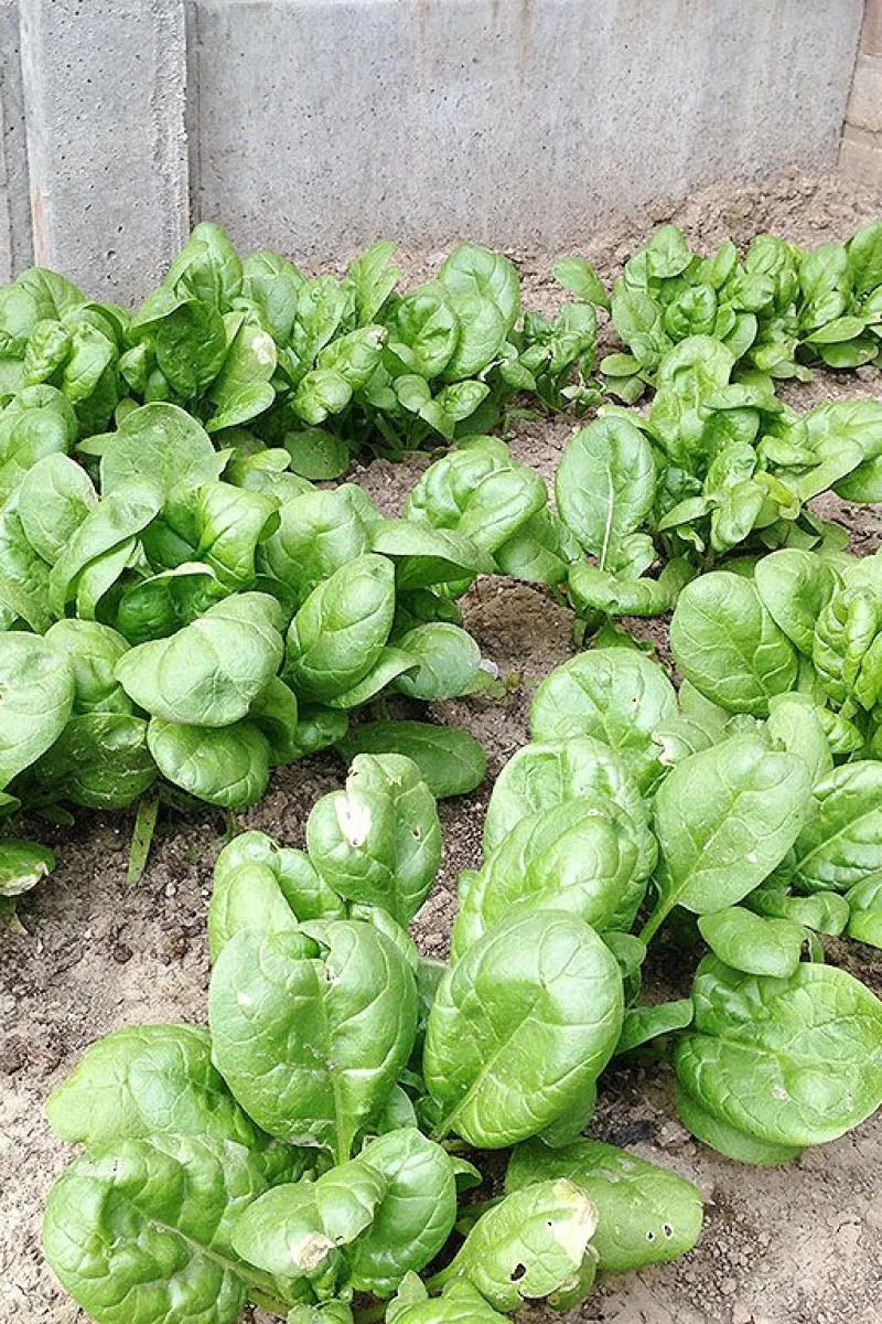 Fresh spinach from our kitchen garden