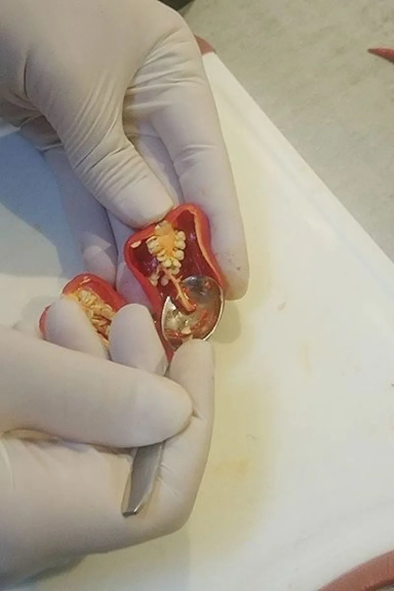 Removing seeds from a scotch bonnet chilli