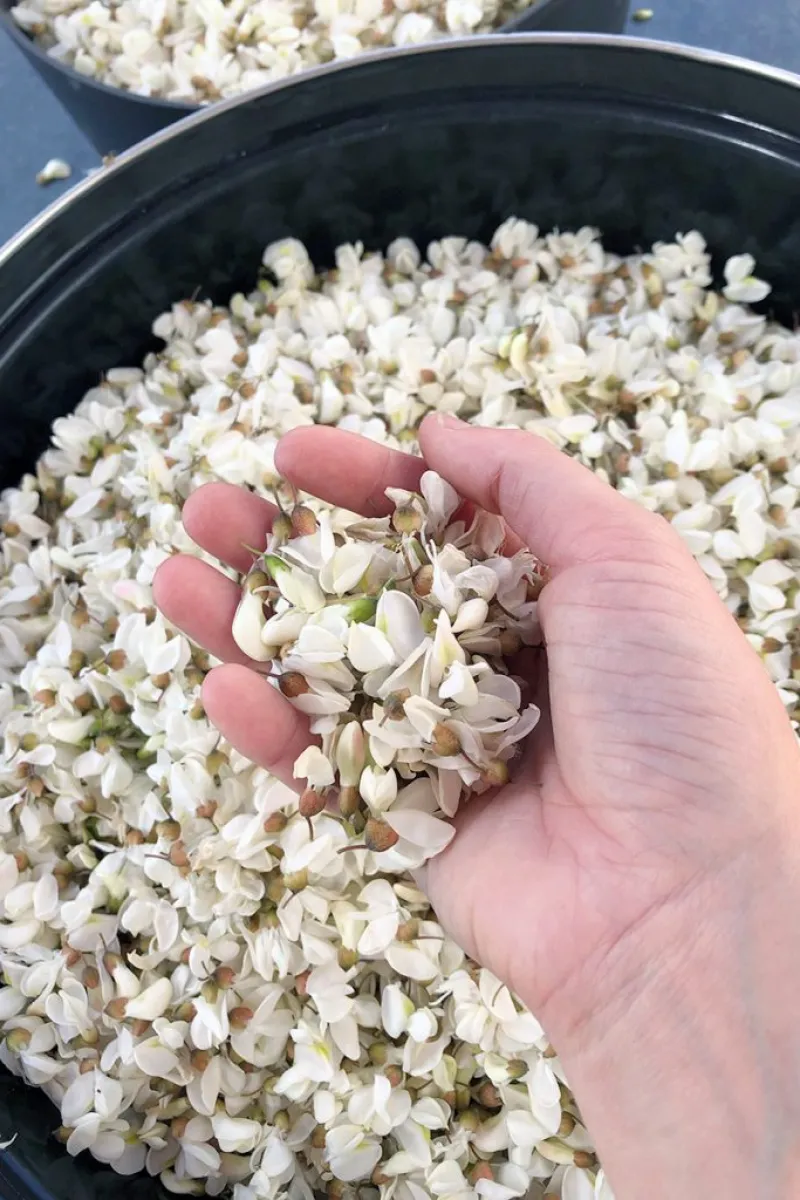 Making acacia flower syrup 1