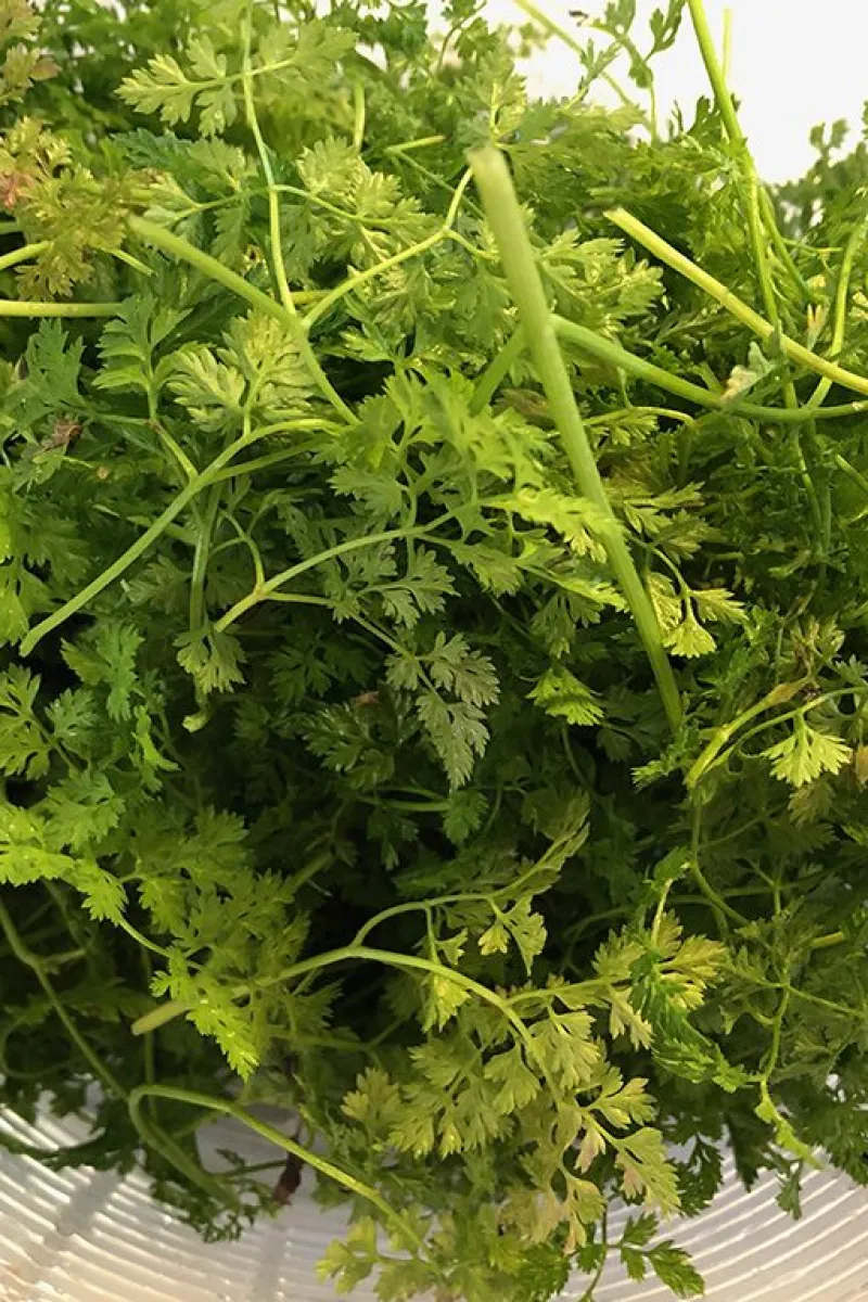 Fresh chervil