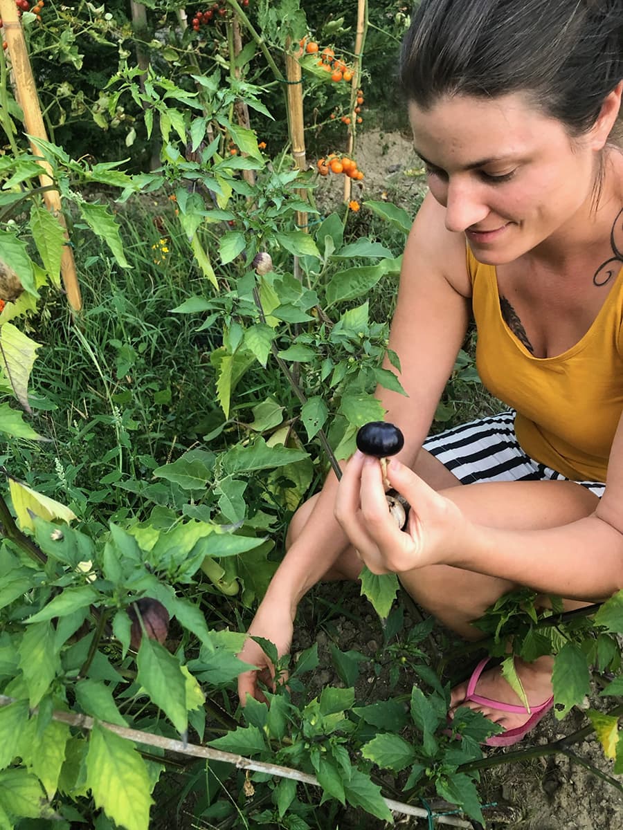 Purple tomatillo garden – Southwest France