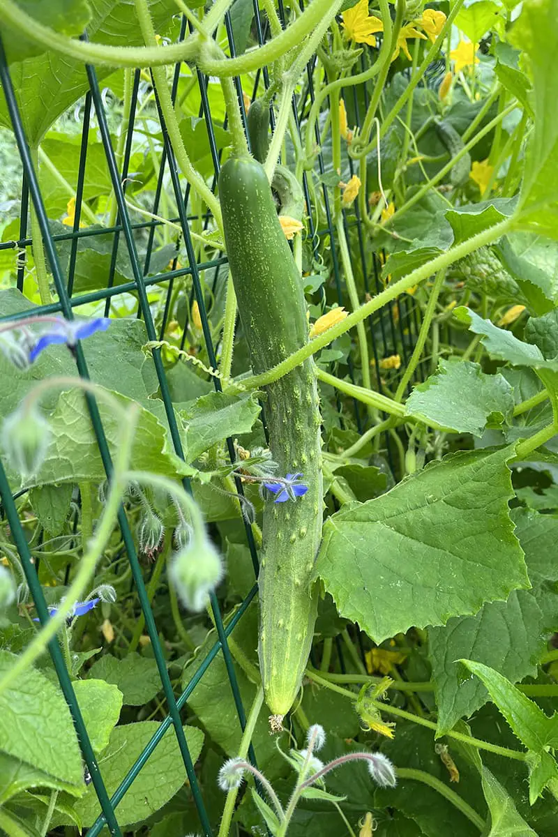Cucumber growing on the plant