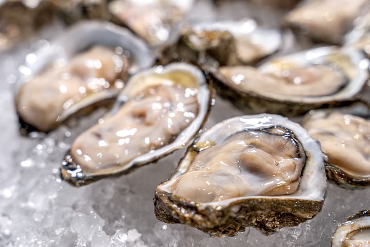 Getting Started In Aquaculture: A Beginner's Guide To Oyster Farming