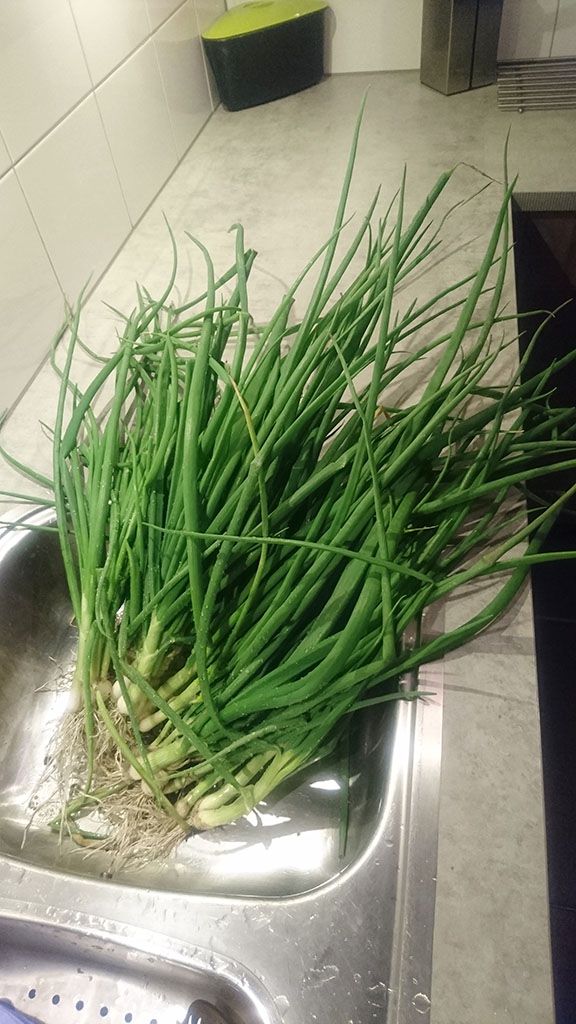Spring onion soup ingredients